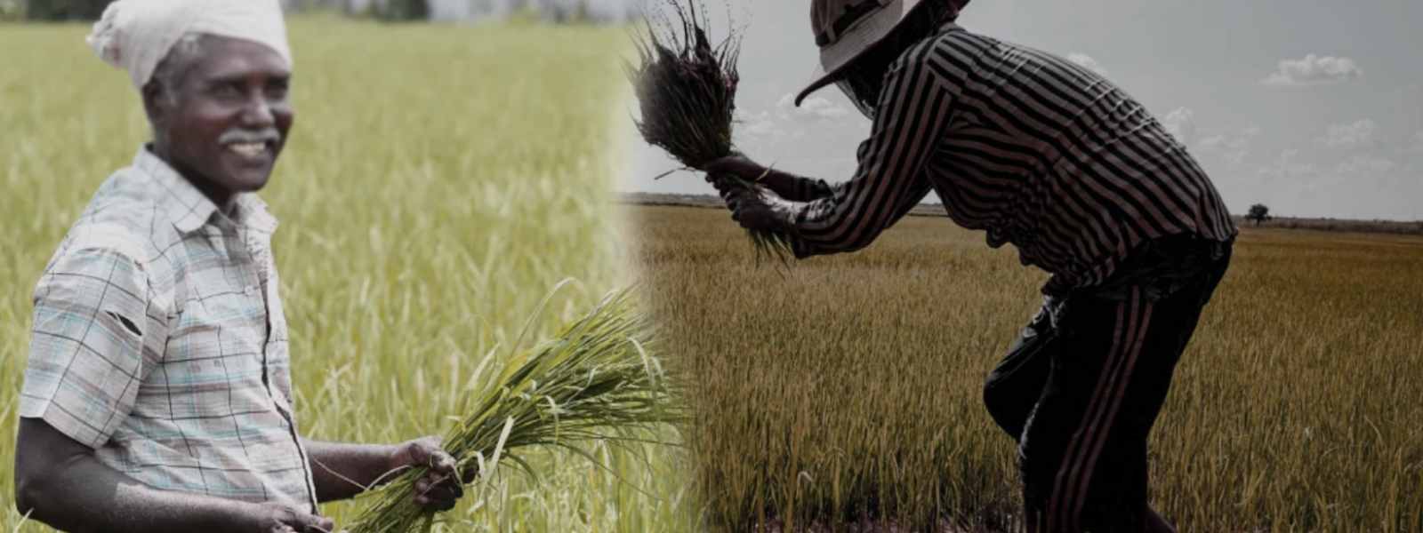 සහනාධාර නොලැබුණු ගොවීන්ට සුබ පණිවිඩයක්..